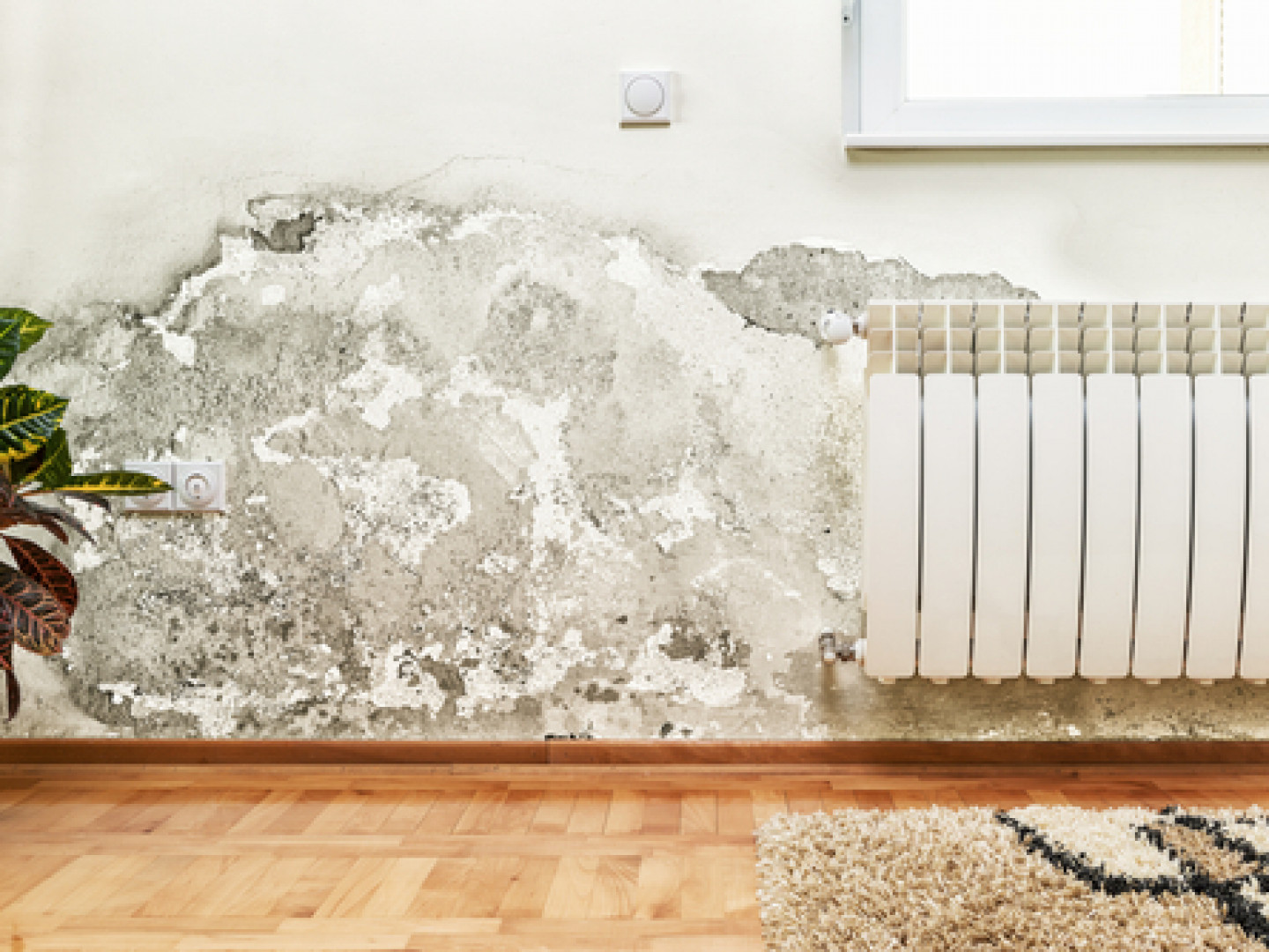 Advanced Mold Inspections Manchester, Plaistow & Concord, NH